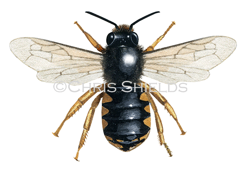 Bee (wool carder) (male) Anthidium manicatum IH0017