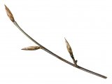 Beech twig (Fagus sylvatica) BT015