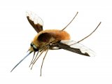 Beefly (Bombilius major) IN001