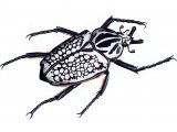 African Goliath Beetle (Goliathus orientalis) IN001
