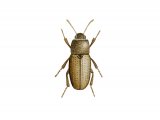 Beetle (Phaleria cadaverina) IN001