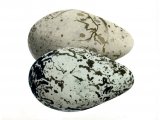 Guillemot egg (Uria aalge) BD0198