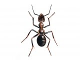 IH001 - Ant (black) Lasius nige