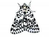 Black Arches Moth (Lymantria monache) IN002