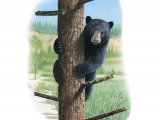 Black Bear (Ursus americanus) M003