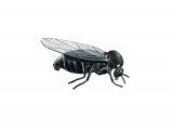 Black Fly (Simulium spp) IN001