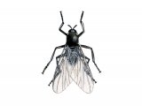 Black Fly (Simulium spp) IN002