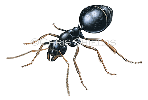 Black Garden Ant (Lasius niger) IN0014