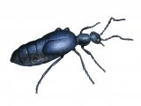 Black Oil Beetle (Meloe proscarabaeus) IN001