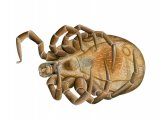 Black-legged Tick (Ixodes scapularis) dead unfed male OS013
