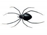 Black widow spider (Latrodectus hesperus) OS001