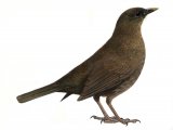 Blackbird female (Turdus merula) BD0255