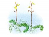 Bladderworts - left Intermediate (Utricularia intermedia) right Least (U. minor) B0114