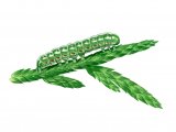 Blairs Shoulder Knot Caterpillar (Lithophane leautieri) IN002