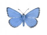 Adonis Blue (male) Lysandra bellargus IN002