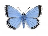 Chalk-hill Blue (male) Polyommatus coridon IN003