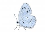 Holly Blue (male) Celastrina argiolus IN002