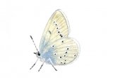 Blue (Small) male (Cupido minimus) IN002