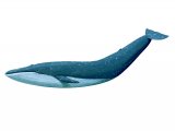 Whale (Blue) Balaenoptera musculus M004
