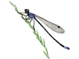 Damselfly (Blue-tailed) Ischnura elegans IN003