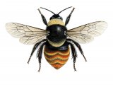 Bumblebee (Mountain) Bombus monticola  IN001