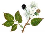 Bramble (Rubus fruticosus) BT0173