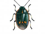 Brassica Shieldbug (Eurydema deracea) IN001