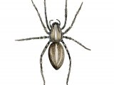 Brazilian wandering spider (Phoneutria spp.) OS001 