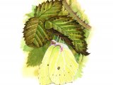 Brimstone Butterfly (Gonepteryx rhamni) IN007