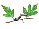Brimstone Moth Caterpillar (Opisthograptis luteolata) IN001