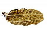 Brown China-mark Moth Caterpillar (Elophila  nymphaeata) IN002
