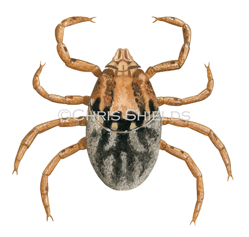 Brown Dog Tick (Rhipicephalus sanguineus) Nymph OS0020