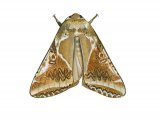 Buff Arches (Habrosyne pyritoides) IN003
