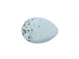 Bullfinch egg (Pyrrhula pyrrhula) BD0174
