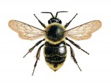 Bumblebee (Bombus campestris) (female) IN002