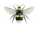Bumblebee (Broken-belted) Bombus soroeensis IN001