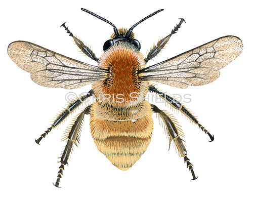 Bumblebee (Brown-banded carder) Bombus humilis IH0024