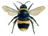 Bumblebee (Buff-tailed) (queen) Bombus terrestris IN002