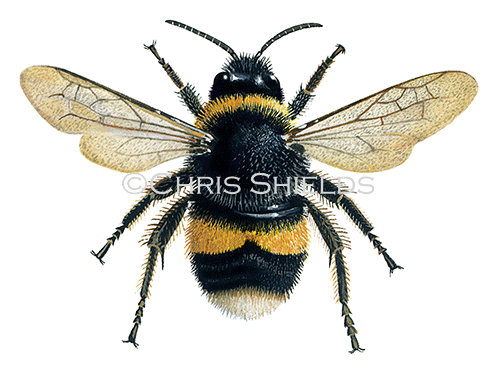 Bumblebee (Buff-tailed) (worker) Bombus terrestris IH0040