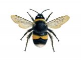 Bumblebee (Buff-tailed) (worker) Bombus terrestris IN001