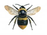 Bumblebee (Early) Bombus pratorum (queen) IN001