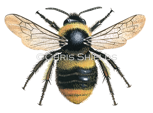 Bumblebee (Early) Bombus pratorum (Queen) IH0041