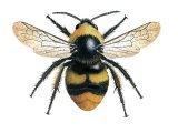 Bumblebee (Early) Bombus pratorum (male) IN002