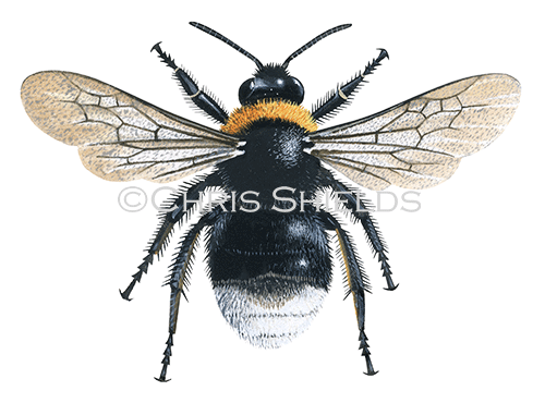 Bumblebee (Forest cuckoo) Bombus sylvestris (Queen) IH0045