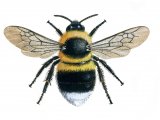 Bumblebee (Garden) Bombus hortorum IN001