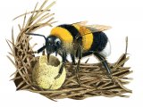 Bumblebee (Garden) Bombus hortorum IN003