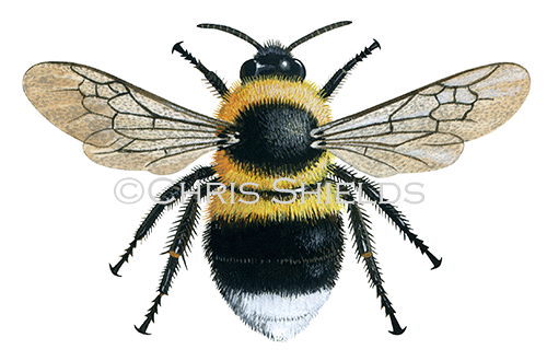 Bumblebee (Garden) Bombus hortorum IH0047