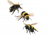 Bumblebee (Garden) Bombus hortorum IN006a