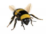Bumblebee (Garden) Bombus hortorum IN007