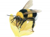 Bumblebee (Garden) Bombus hortorum IN008